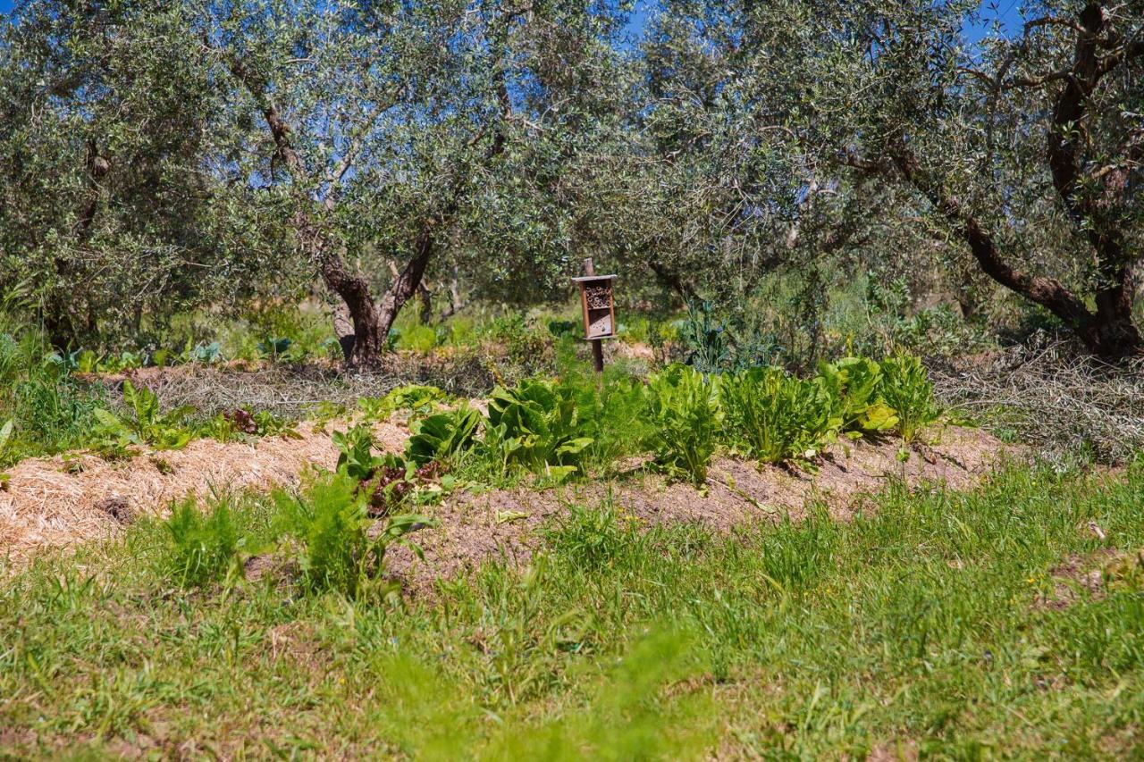 Bed and Breakfast Agriturismo Biologico Piccapane Кутрофьяно Экстерьер фото